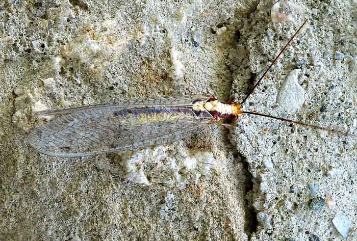 Italochrysa italica